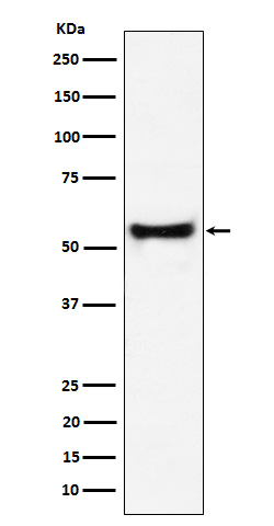 1 - Anti-PDCD7 Rabbit Monoclonal Antibody ABO16152