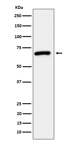 1 - Anti-USP39 Rabbit Monoclonal Antibody ABO16153