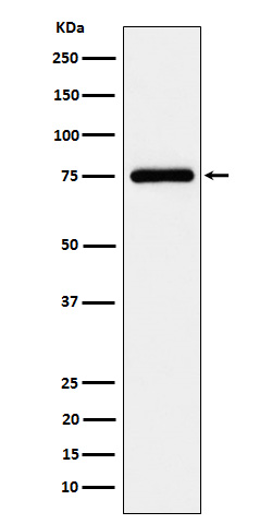 1 - Anti-TUG Rabbit Monoclonal Antibody ABO16154