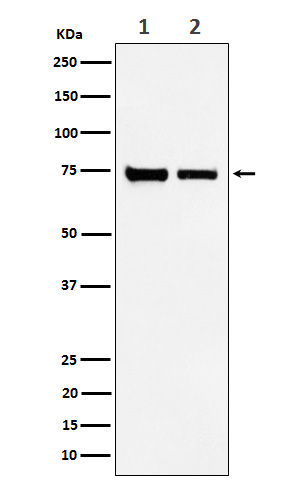 1 - Anti-CPSF73 Rabbit Monoclonal Antibody ABO16155