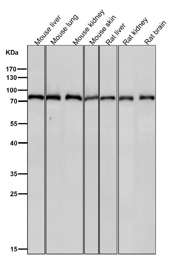 1 - Anti-CPSF73 Rabbit Monoclonal Antibody ABO16155