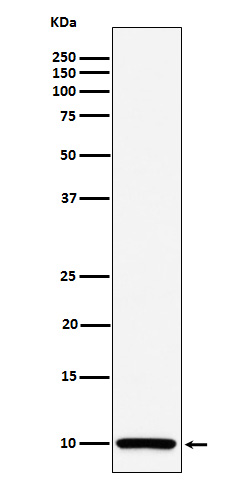 1 - Anti-COX6B1 Rabbit Monoclonal Antibody ABO16156
