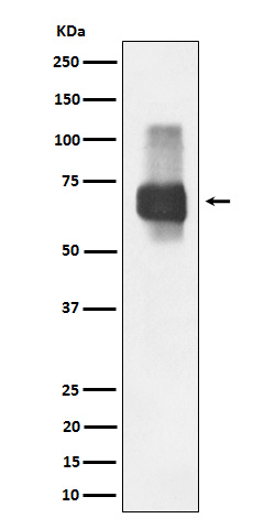 1 - Anti-CD84 Rabbit Monoclonal Antibody ABO16158