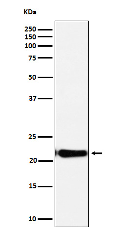 1 - Anti-DNPH1 Rabbit Monoclonal Antibody ABO16159