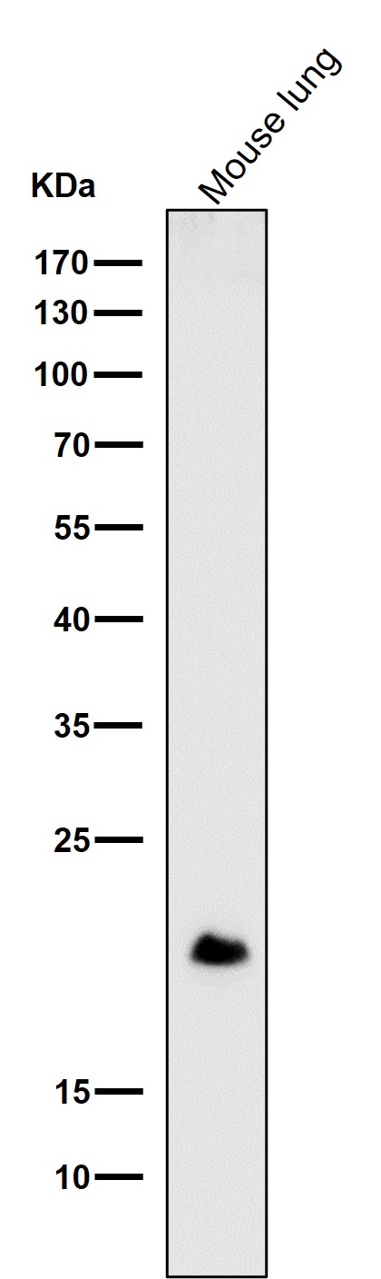 1 - Anti-DNPH1 Rabbit Monoclonal Antibody ABO16159