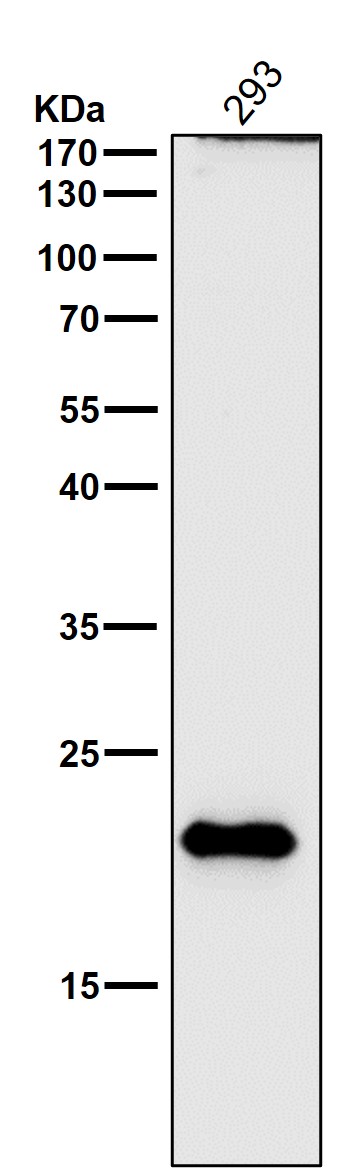 1 - Anti-DNPH1 Rabbit Monoclonal Antibody ABO16159