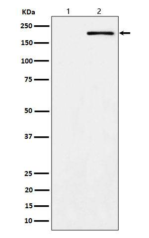 1 - Anti-Phospho-ErbB2 (Y1139) Rabbit Monoclonal Antibody ABO16164