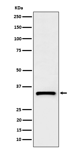 1 - Anti-C1QBP Rabbit Monoclonal Antibody ABO16165