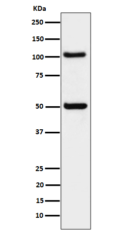 1 - Anti-ORP1 Rabbit Monoclonal Antibody ABO16166