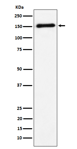 1 - Anti-CNTN4 Rabbit Monoclonal Antibody ABO16167