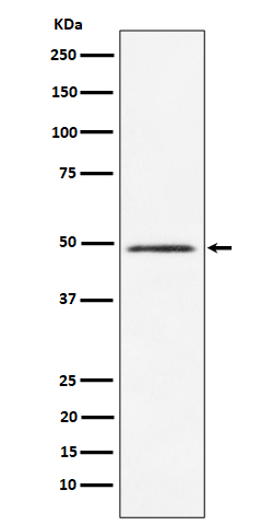 1 - Anti-HEAB Rabbit Monoclonal Antibody ABO16168
