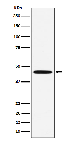 1 - Anti-MC5 Receptor Rabbit Monoclonal Antibody ABO16172