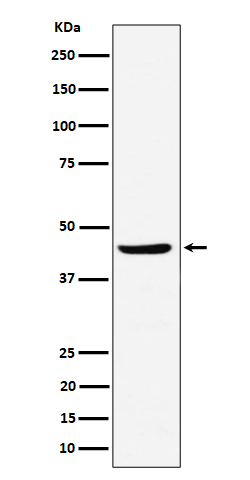 1 - Anti-NDRG3 Rabbit Monoclonal Antibody ABO16173