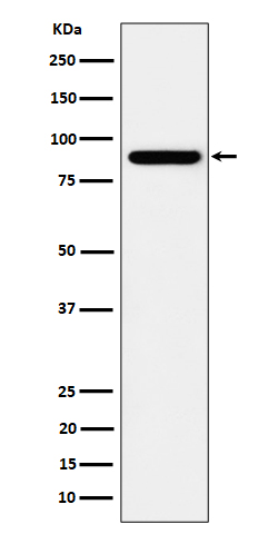 1 - Anti-HOOK2 Rabbit Monoclonal Antibody ABO16175