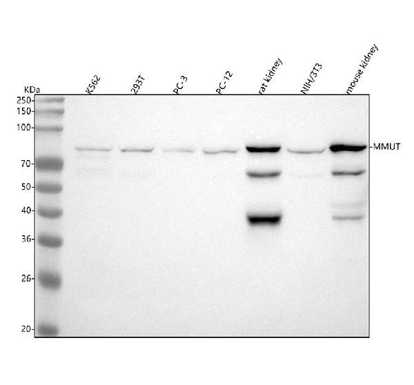1 - Anti-MUTA Rabbit Monoclonal Antibody ABO16176