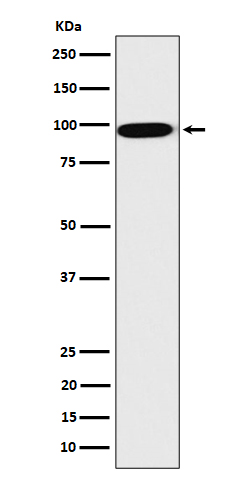 1 - Anti-CLPTM1 Rabbit Monoclonal Antibody ABO16177