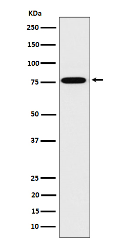 1 - Anti-DPP3 Rabbit Monoclonal Antibody ABO16178