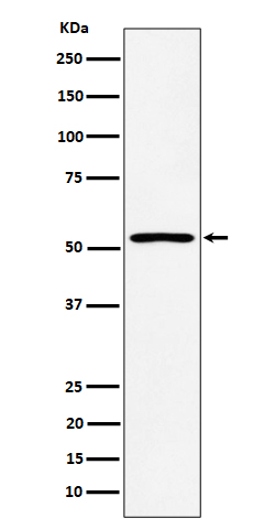 1 - Anti-SAMM50 Rabbit Monoclonal Antibody ABO16181