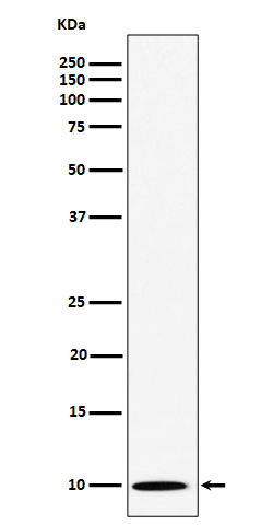 1 - Anti-NOP10 Rabbit Monoclonal Antibody ABO16182