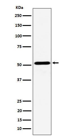 1 - Anti-NPY5R Rabbit Monoclonal Antibody ABO16183