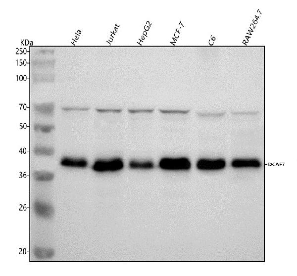 1 - Anti-DCAF7 Rabbit Monoclonal Antibody ABO16184