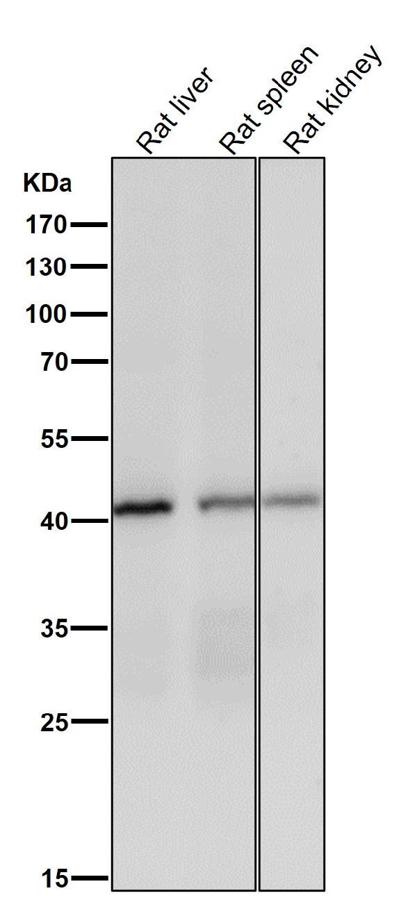 1 - Anti-Spermine synthase Rabbit Monoclonal Antibody ABO16193
