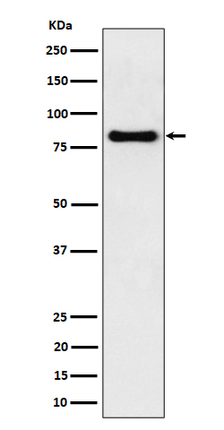 1 - Anti-SCIN Rabbit Monoclonal Antibody ABO16194