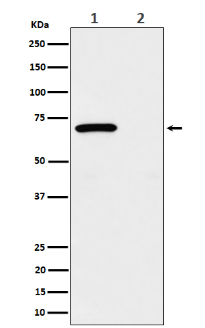 1 - Anti-Phospho-Chk2 (T68) Rabbit Monoclonal Antibody ABO16195