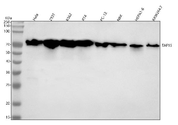 1 - Anti-TAF15 Rabbit Monoclonal Antibody ABO16196
