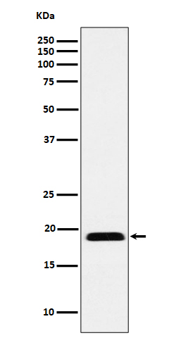 1 - Anti-MYL12B Rabbit Monoclonal Antibody ABO16200