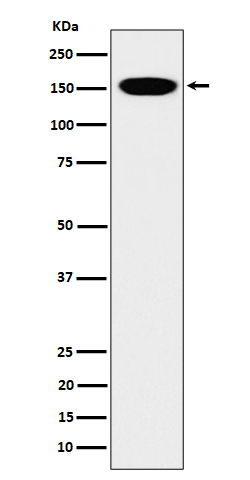 1 - Anti-CNAP1 Rabbit Monoclonal Antibody ABO16202
