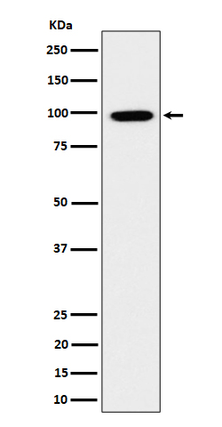 1 - Anti-GRAF Rabbit Monoclonal Antibody ABO16203