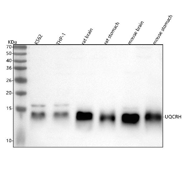 1 - Anti-UQCRH Rabbit Monoclonal Antibody ABO16205