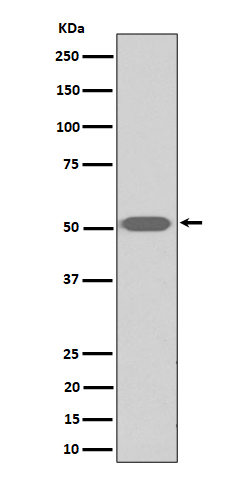 1 - Anti-Thromboxane A2 receptor Rabbit Monoclonal Antibody ABO16208