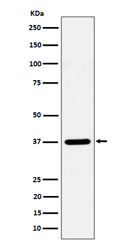 1 - Anti-Syntaxin 16 Rabbit Monoclonal Antibody ABO16210