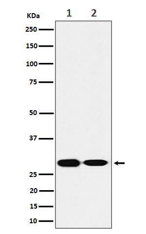 1 - Anti-SNAP29 Rabbit Monoclonal Antibody ABO16213