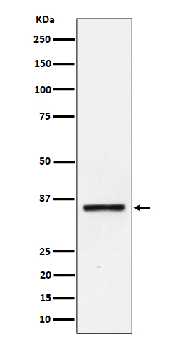 1 - Anti-Kallikrein 8 Rabbit Monoclonal Antibody ABO16215