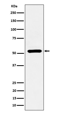 1 - Anti-ADRA1A Rabbit Monoclonal Antibody ABO16217