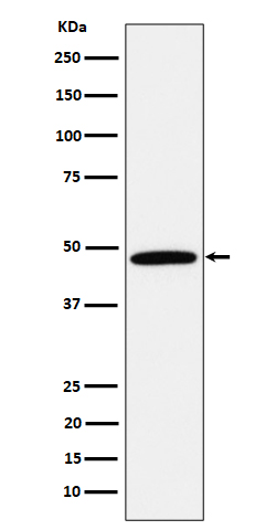 1 - Anti-Calumenin Rabbit Monoclonal Antibody ABO16219
