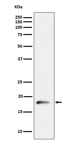 1 - Anti-RPL26L1 Rabbit Monoclonal Antibody ABO16222