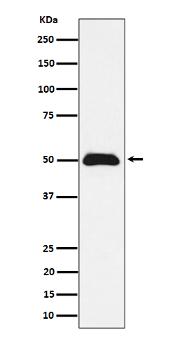 1 - Anti-CCDC98 Rabbit Monoclonal Antibody ABO16224