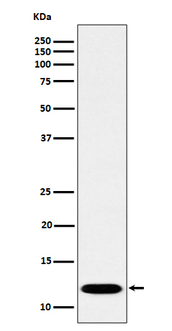 1 - Anti-PCBD1 Rabbit Monoclonal Antibody ABO16225