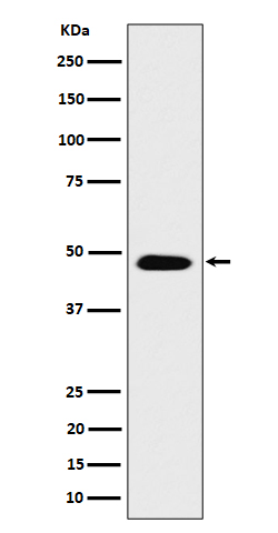 1 - Anti-COPS4 Rabbit Monoclonal Antibody ABO16228
