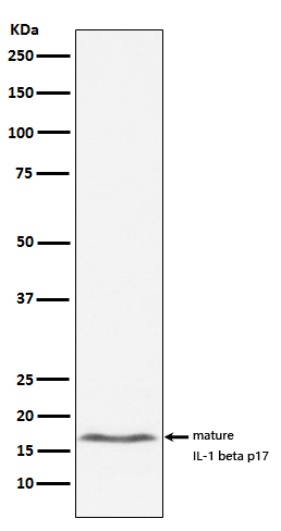 1 - Anti-IL-1 beta Rabbit Monoclonal Antibody ABO16231