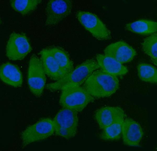 3 - Anti-EIF5 Antibody Picoband™ (monoclonal, 2F13C4) ABO16232
