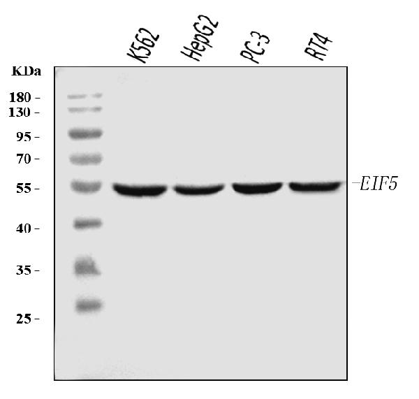 1 - Anti-EIF5 Antibody Picoband™ (monoclonal, 2F13C4) ABO16232