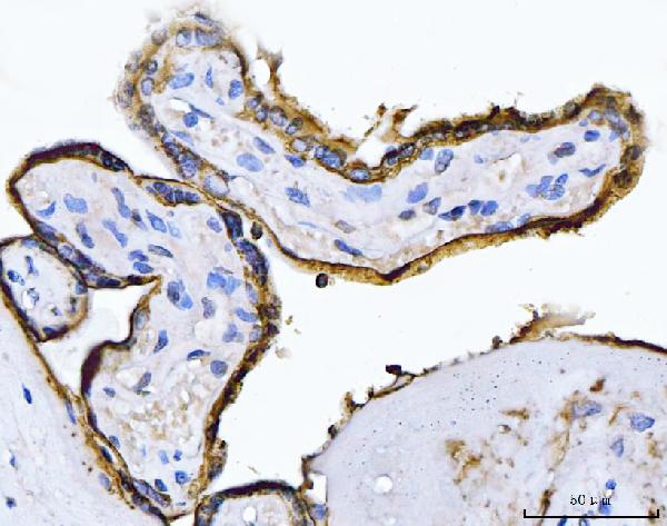 2 - Anti-ALPP Antibody Picoband™ (monoclonal, 6C7G3) ABO16233