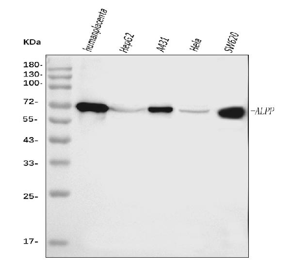 1 - Anti-ALPP Antibody Picoband™ (monoclonal, 6C7G3) ABO16233