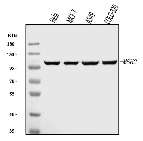 1 - Anti-MSH2 Antibody Picoband™ (monoclonal, 6B4F7) ABO16234