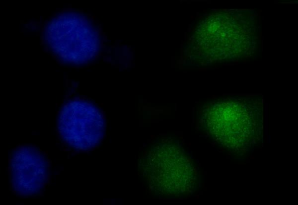 3 - Anti-SHP1/PTPN6 Antibody Picoband™ (monoclonal, 8H11B10) ABO16235